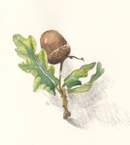 An Acorn